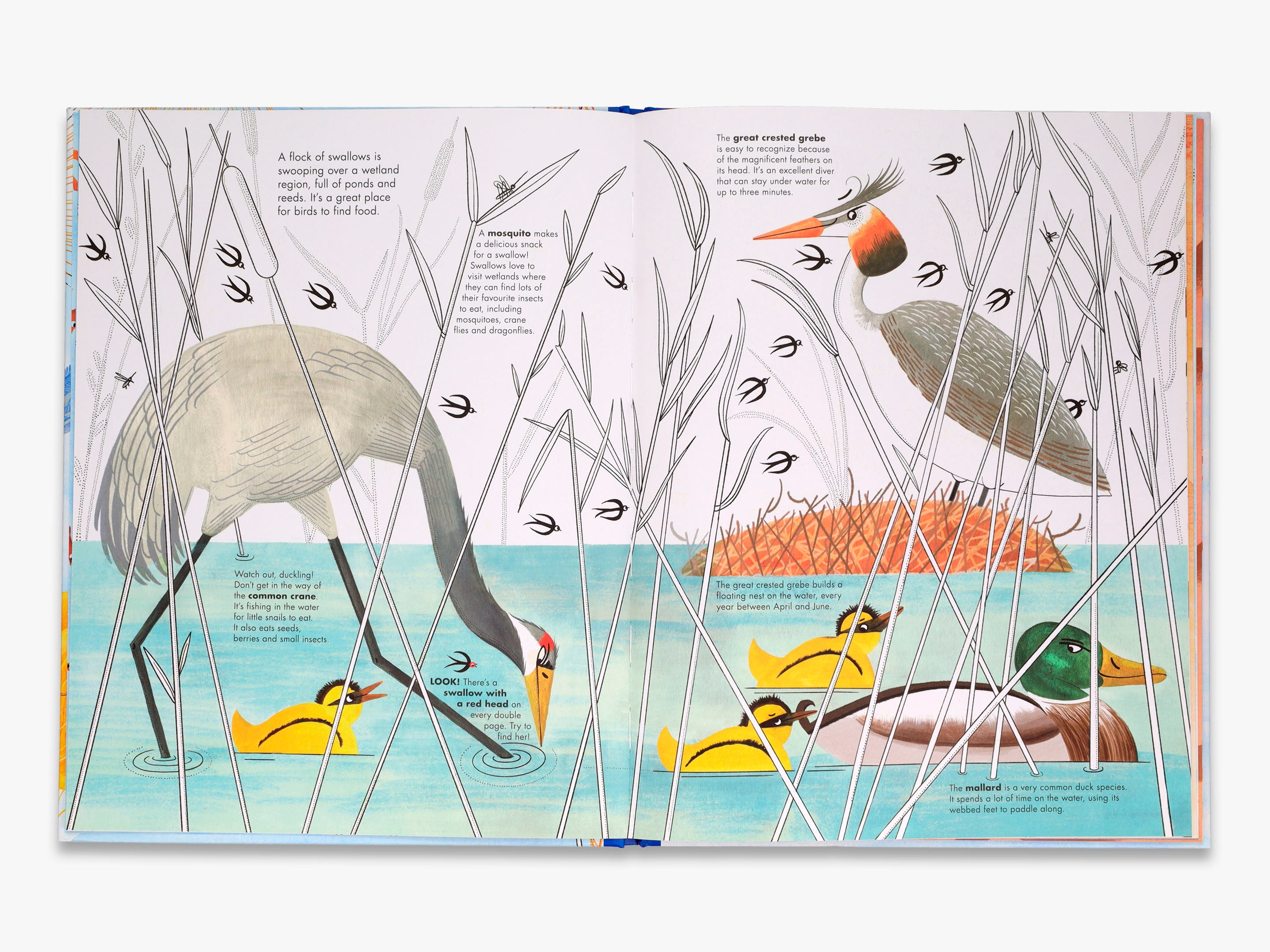 1001 Birds