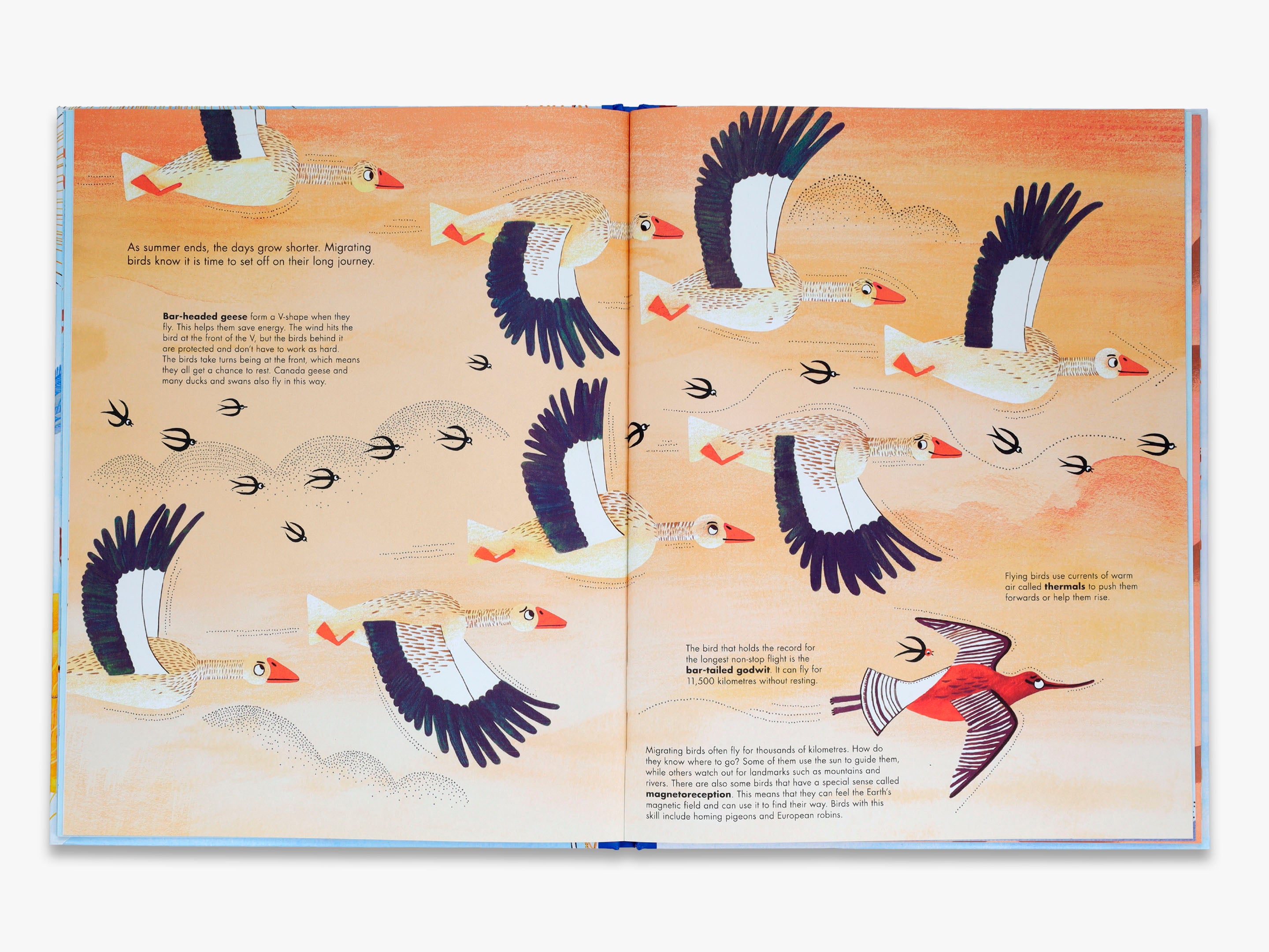 1001 Birds