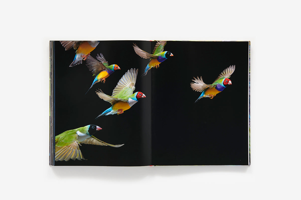 Birds By Tim Flach