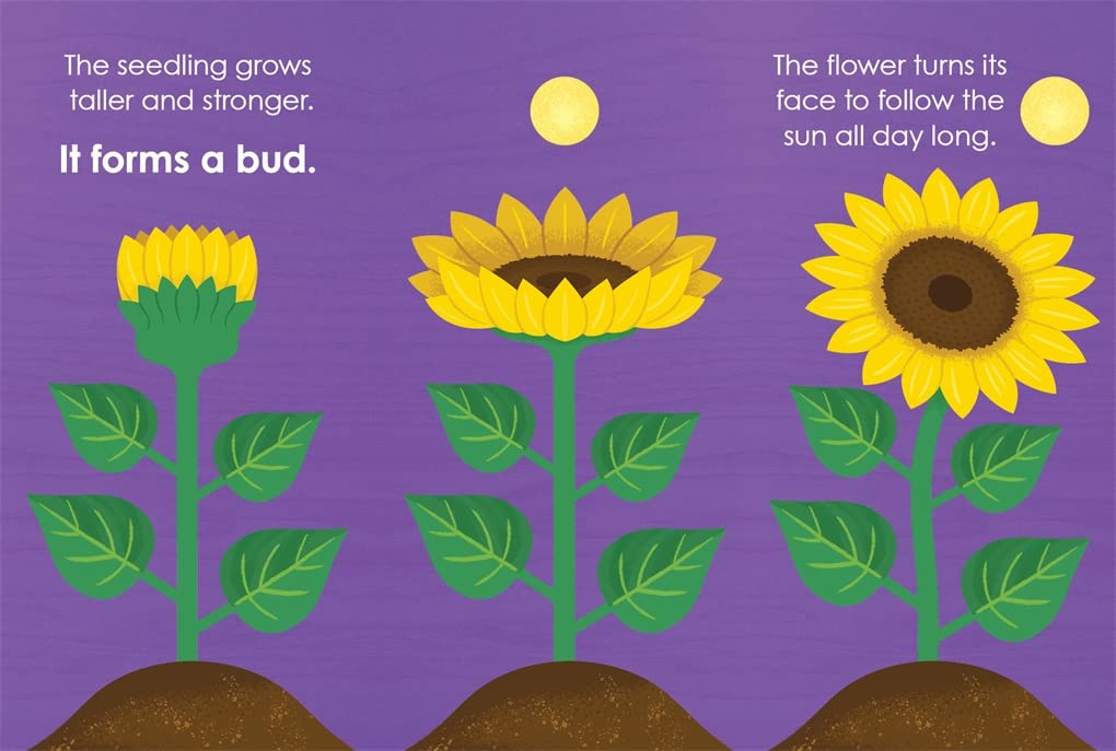 Montessori: Seed Work