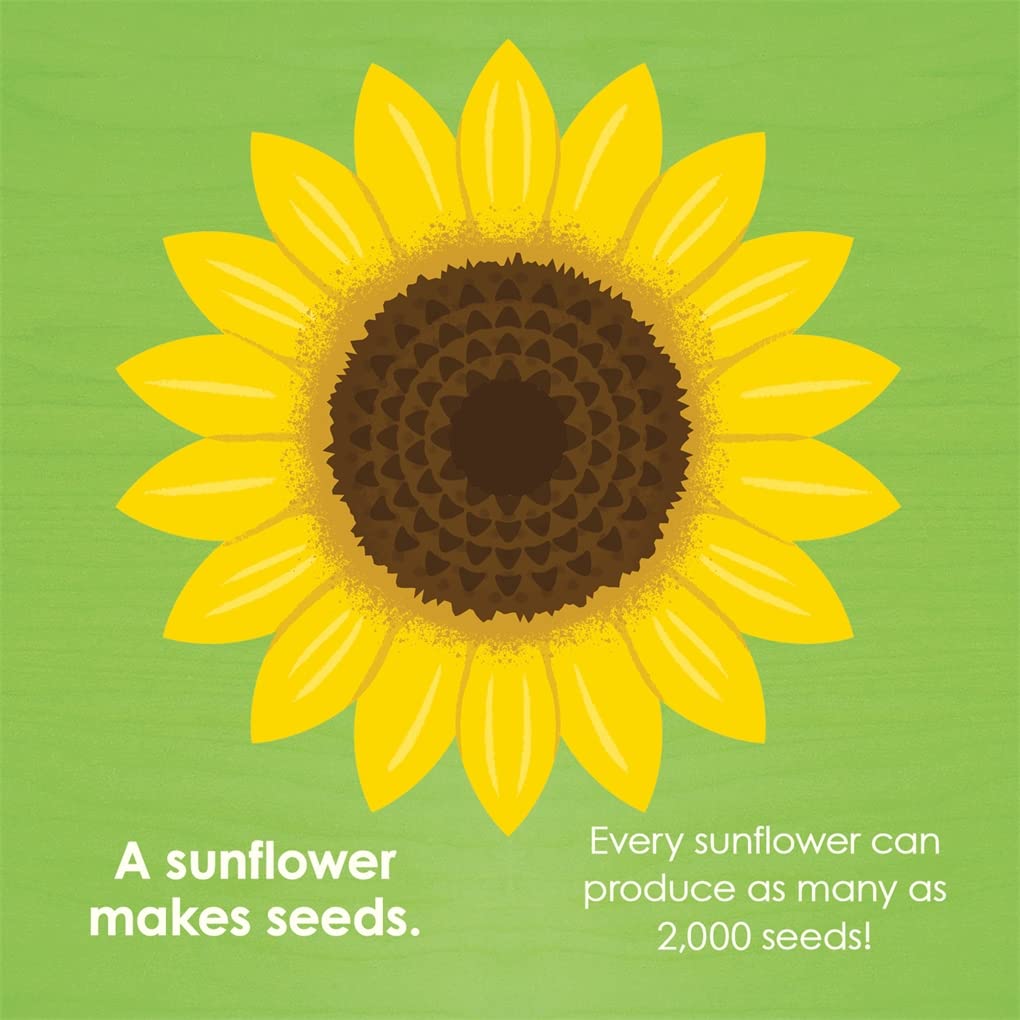 Montessori: Seed Work