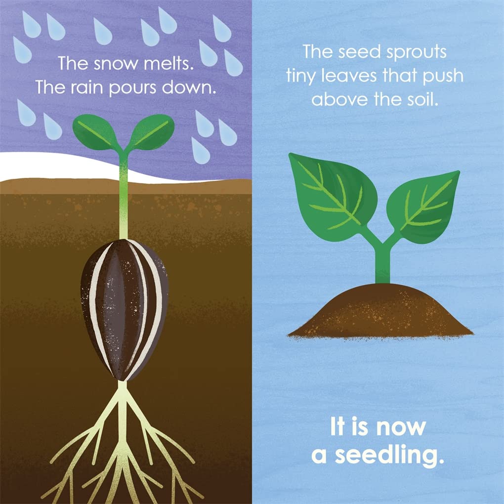 Montessori: Seed Work