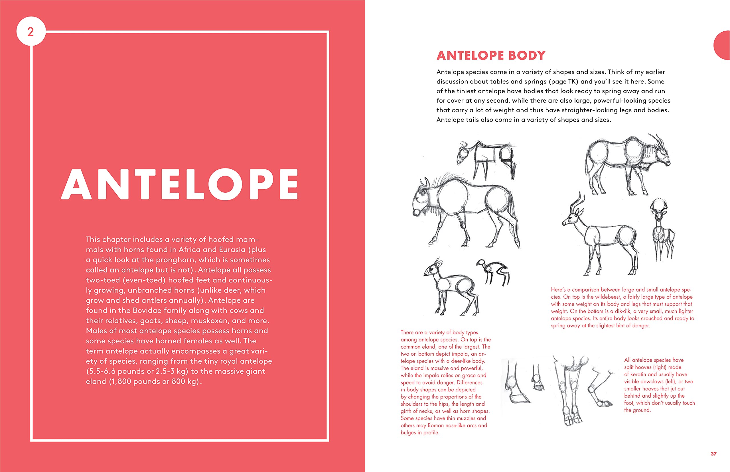 Artist'S Guide To Drawing World Wildlife : Essential Step-By-Step Lessons For Beginners