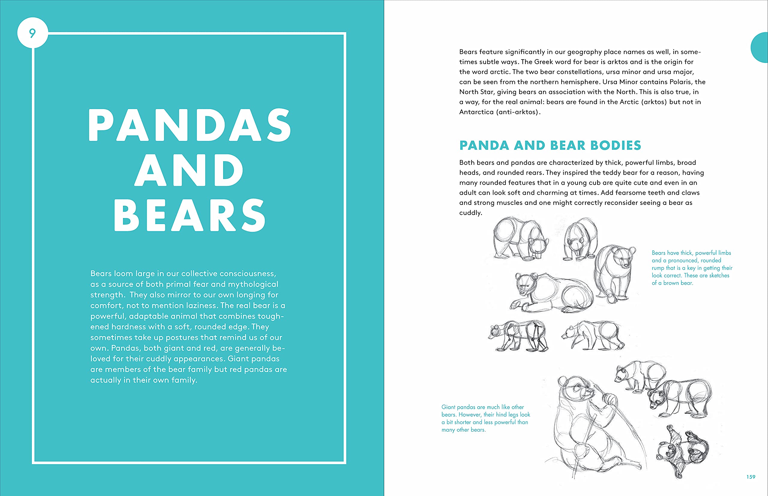 Artist'S Guide To Drawing World Wildlife : Essential Step-By-Step Lessons For Beginners