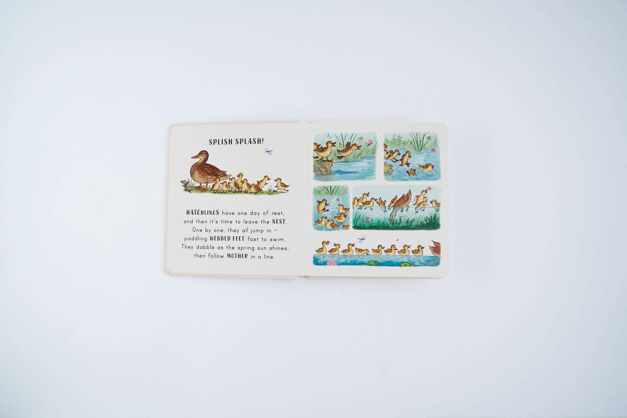 Slow Down. . . Discover Nature in the Park