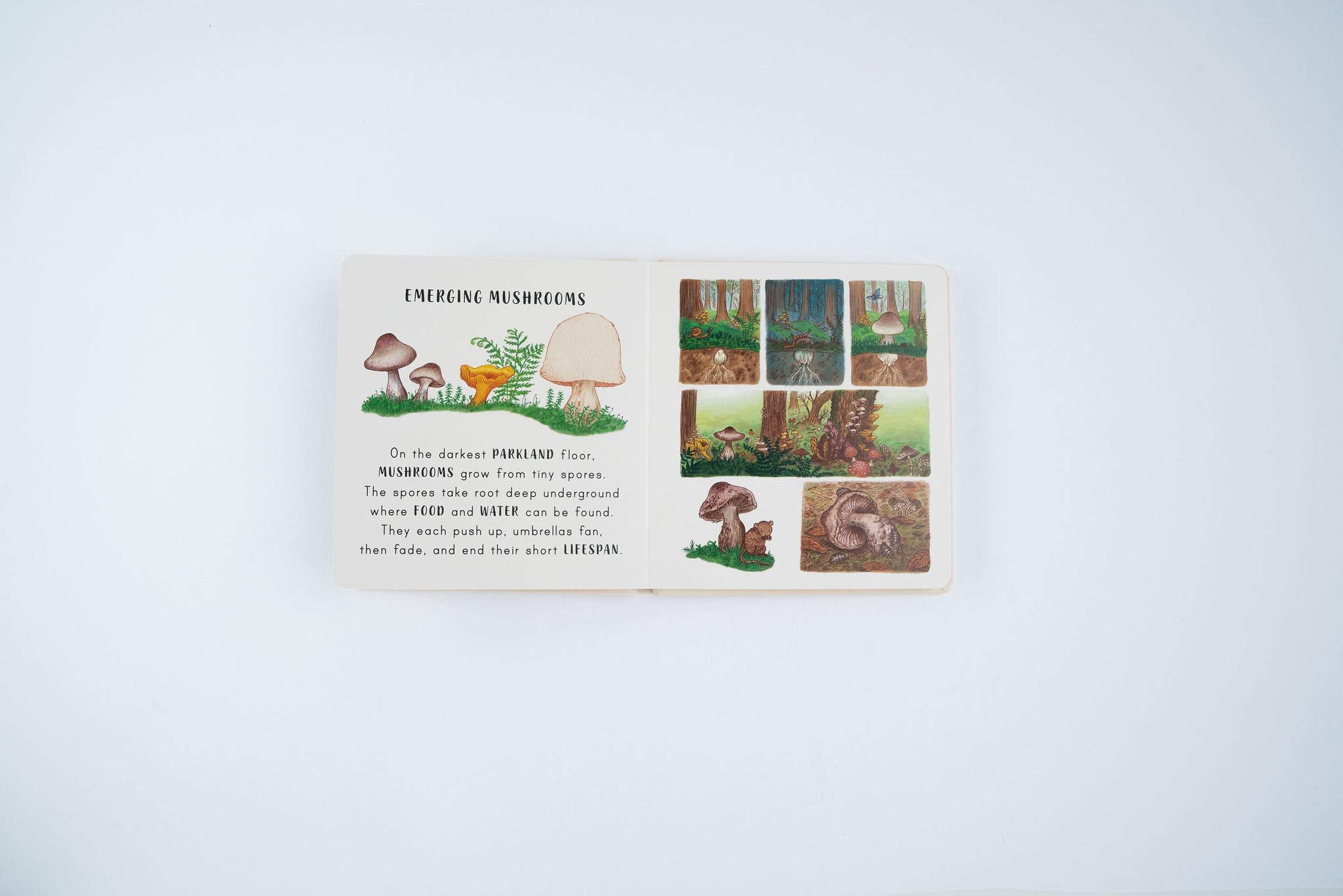 Slow Down. . . Discover Nature in the Park