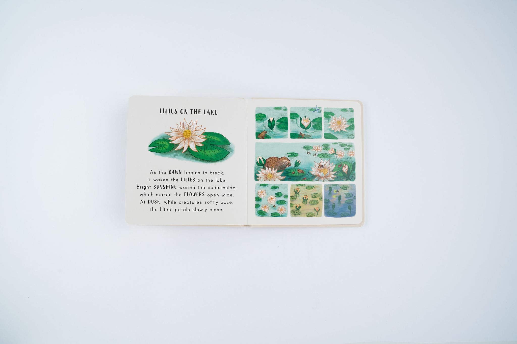 Slow Down. . . Discover Nature in the Park