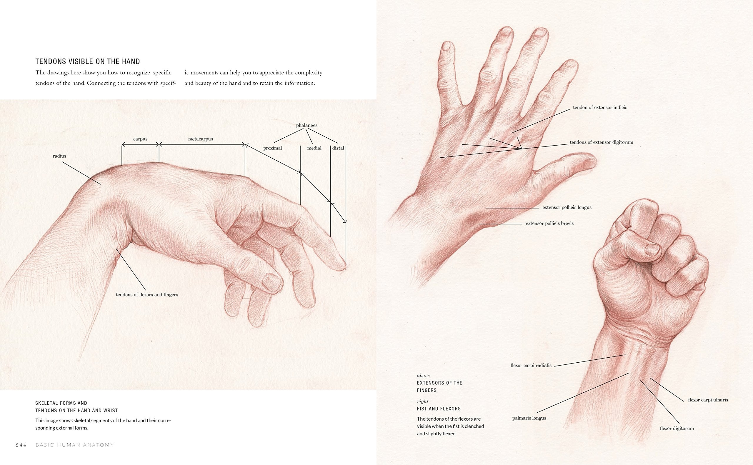 Basic Human Anatomy : An Essential Visual Guide For Artists – CMYK ...