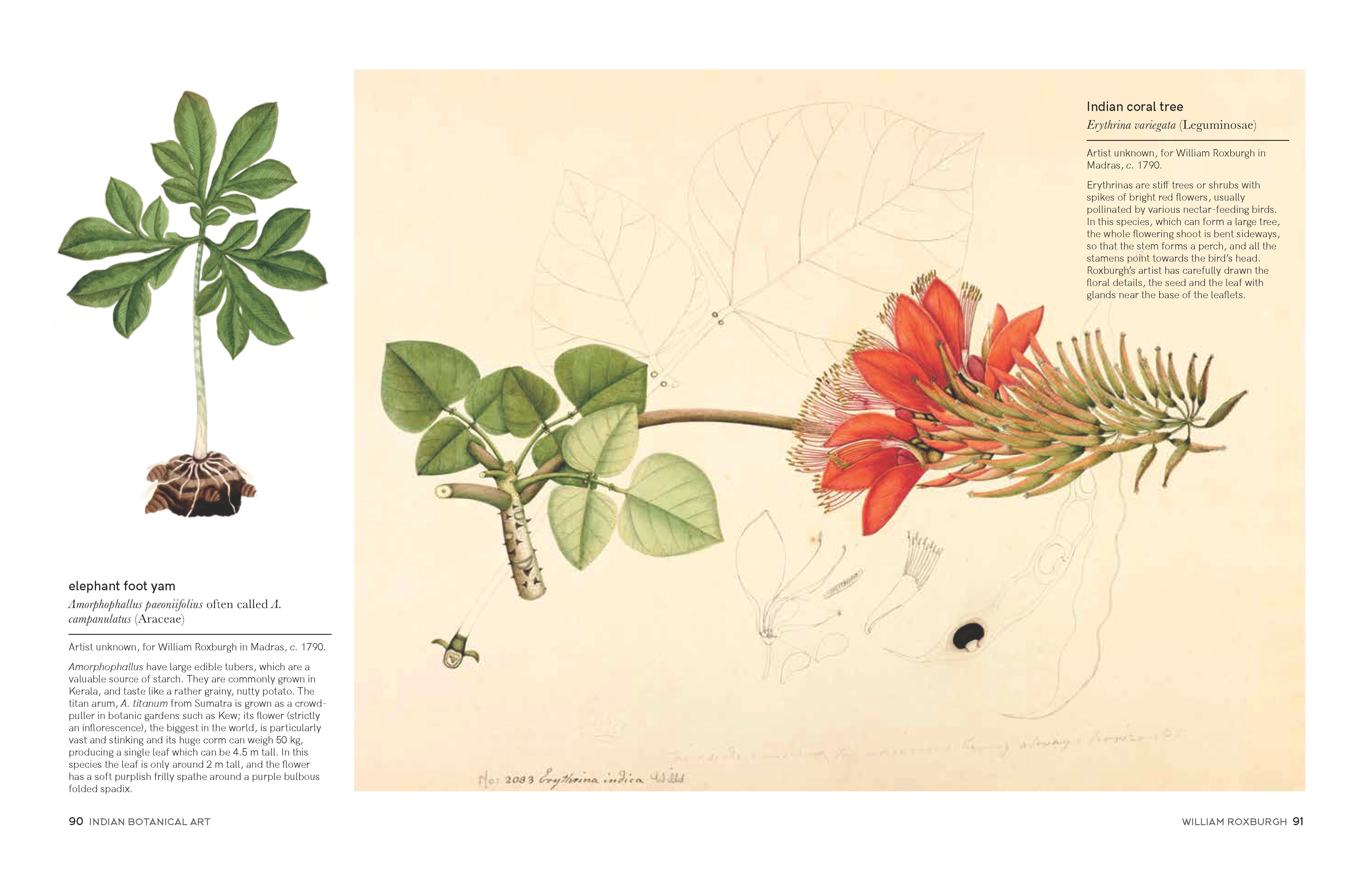 Indian Botanical Art: An Illustrated History – CMYK Bookstore